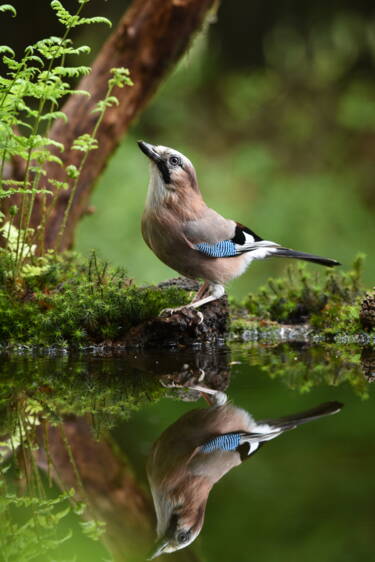 Nikon AF-S NIKKOR 200–500mm f/5.6E ED VR Objektif | Nikon FX