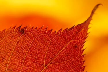 Ross Hoddinott | Nikon magazine