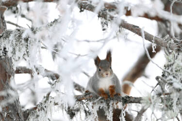 Nikon magazine - NIC recipe 